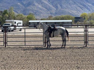 2019 mare in foal to Mr Soul