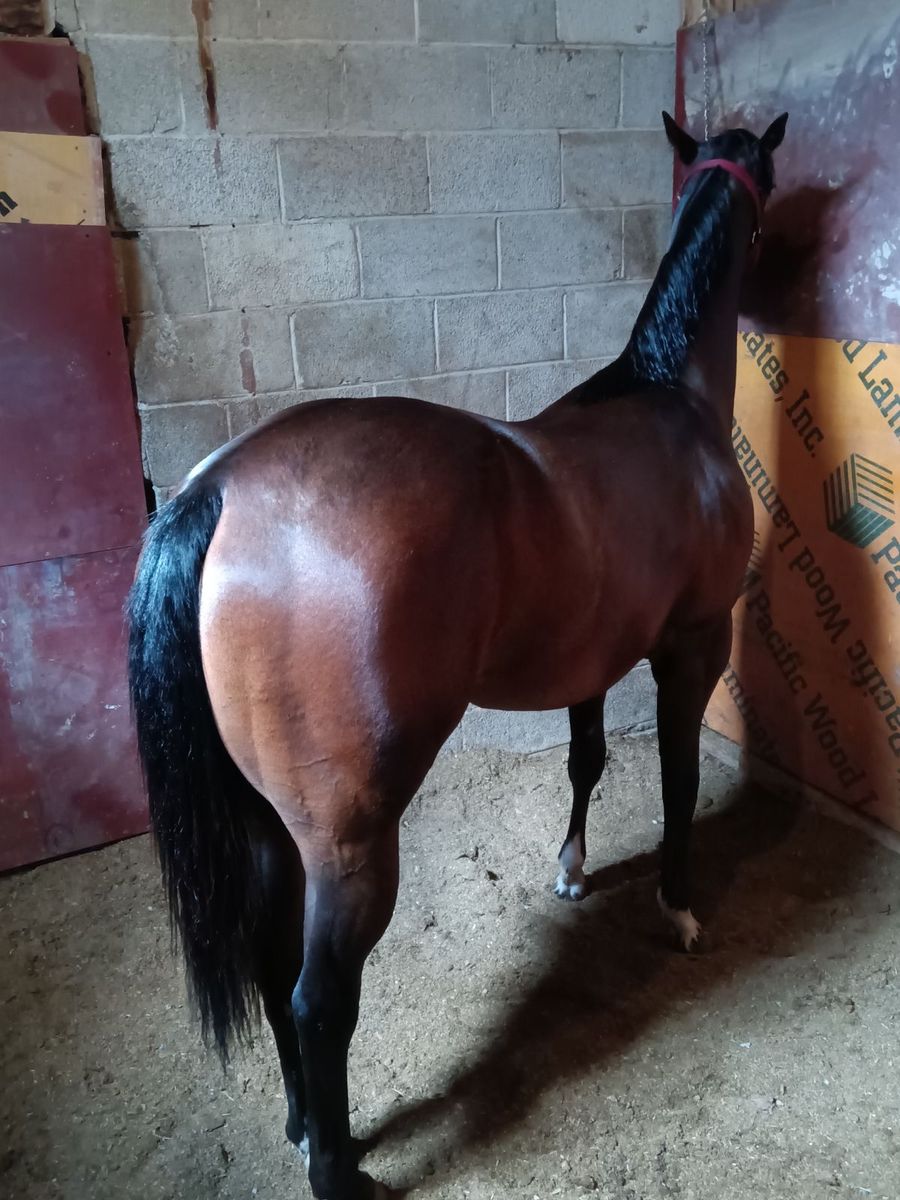 3 Year Old filly