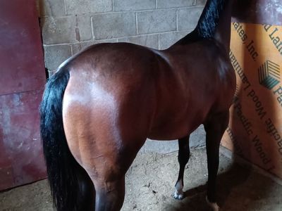 3 Year Old filly