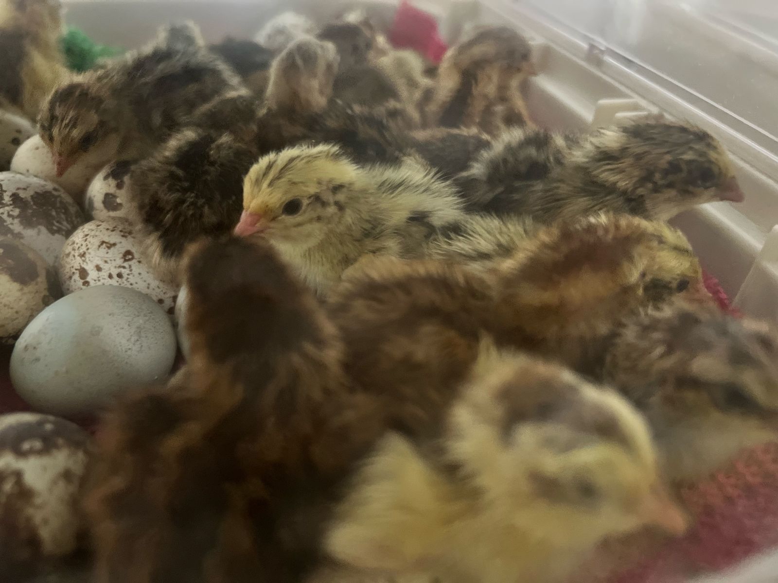 Mixed Color Coturnix Quail Chicks Available (Hatched June 18)