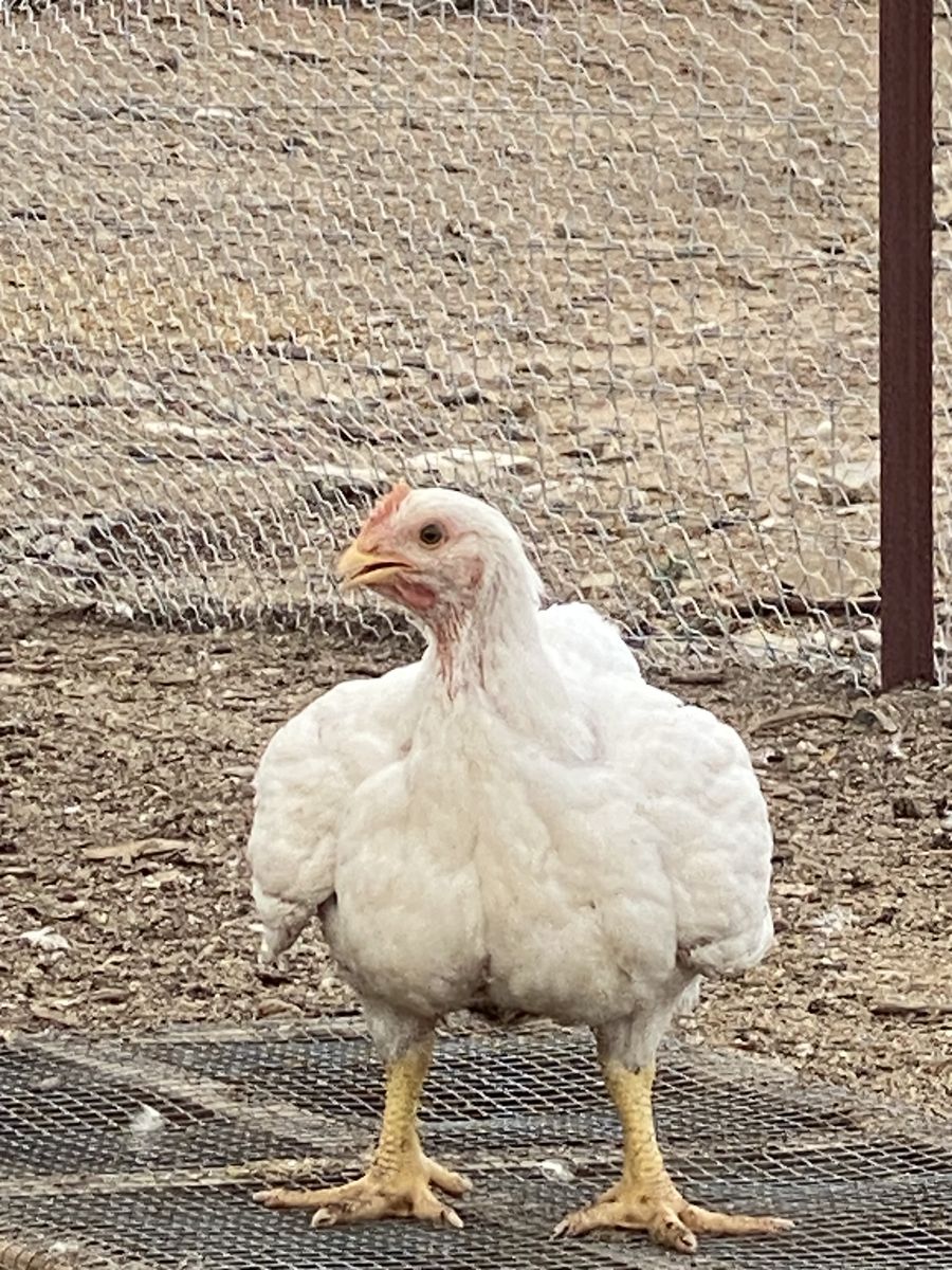 Broiler Chickens