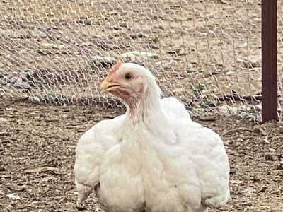 Broiler Chickens