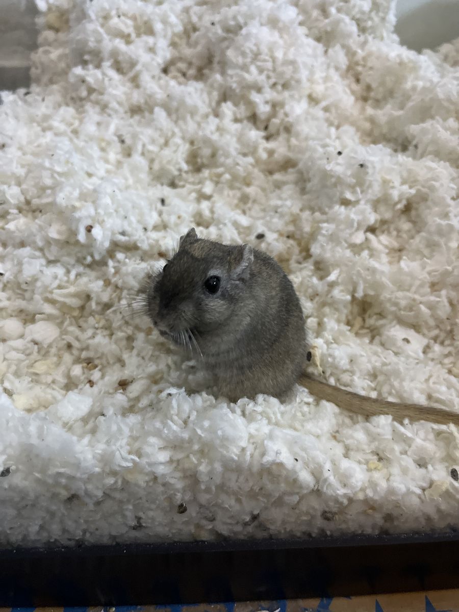 Gerbil