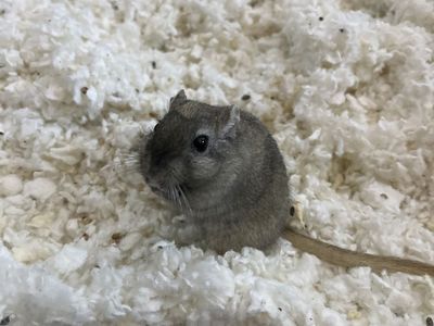 Gerbil