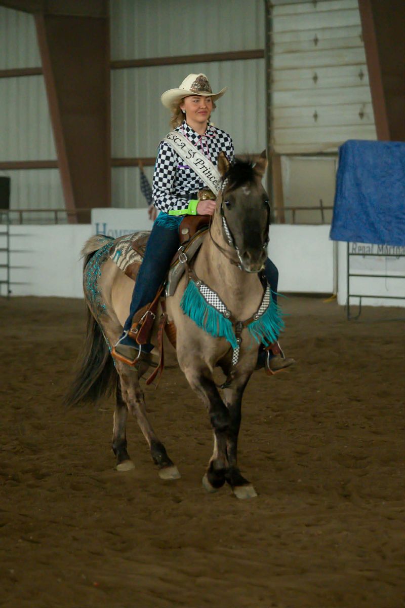 Homozygous Dun MFT stallion for sale