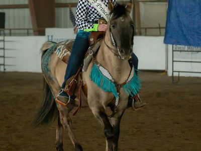 Homozygous Dun MFT stallion for sale