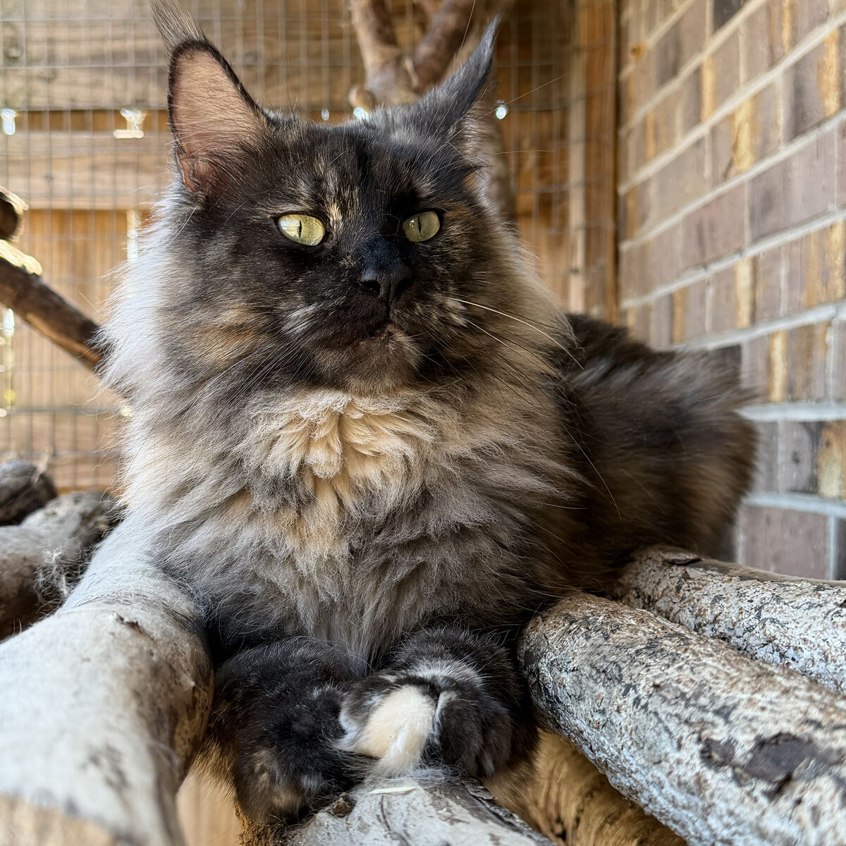Maine Coon Kittens-TICA