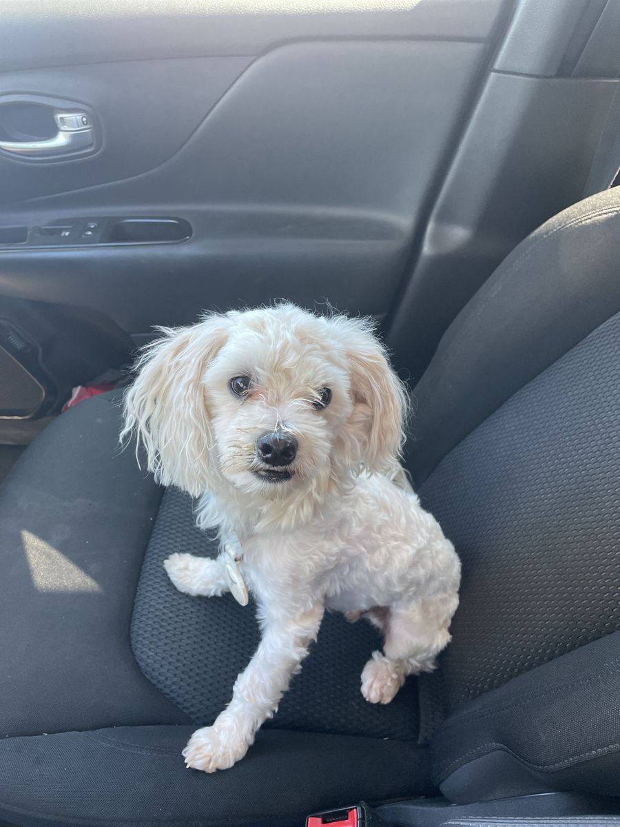 Maltese Mix