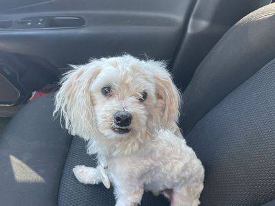 Maltese Mix