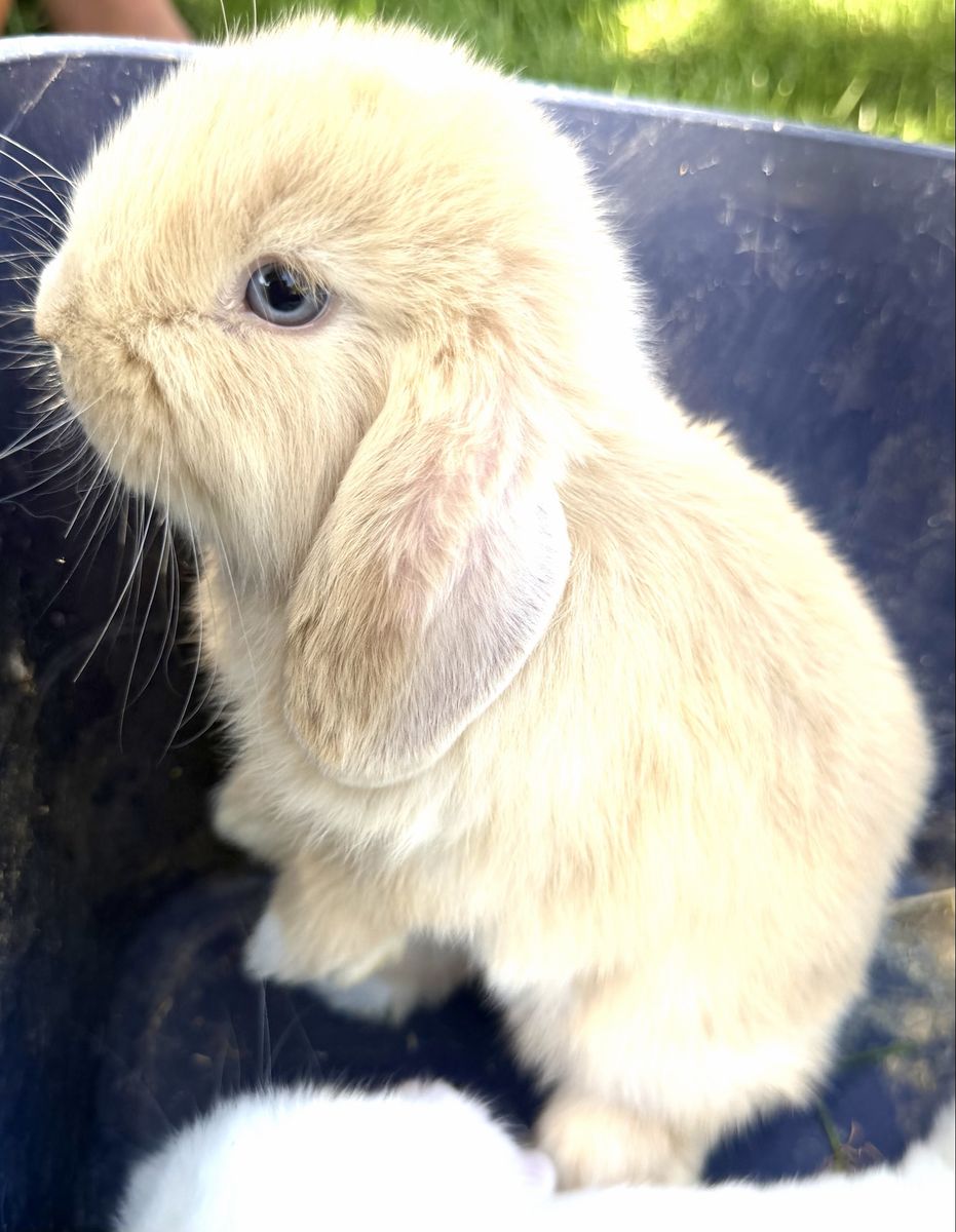 2 Baby Blue Eyed Bucks, Purebred Holland Lops!!