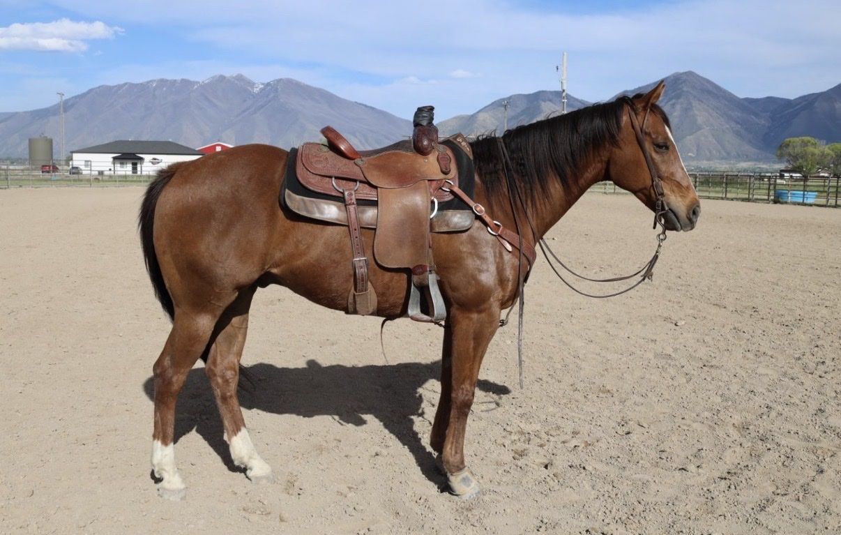 8 yo AQHA gelding