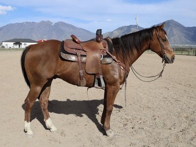 8 yo AQHA gelding