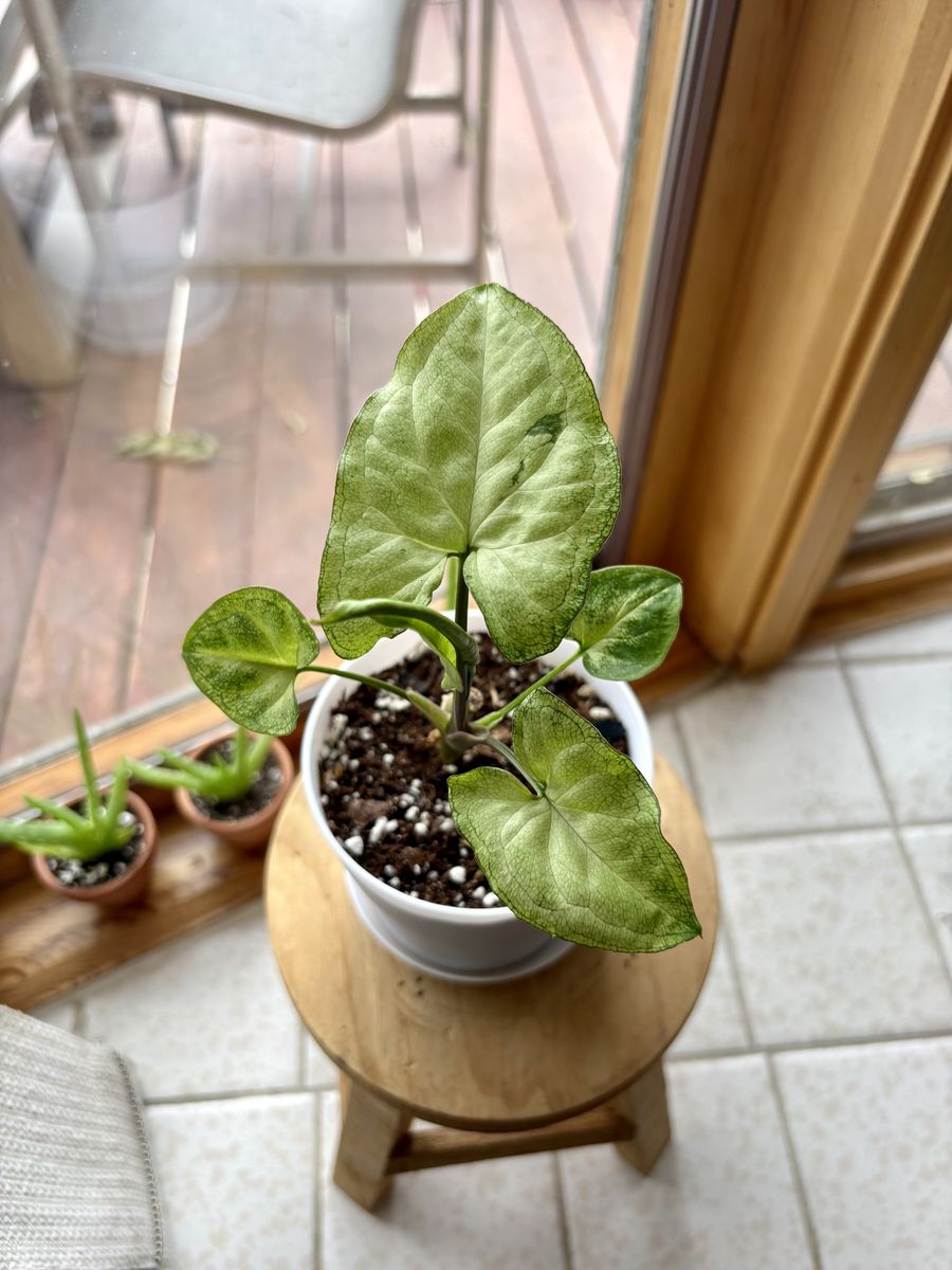 Syngonium Batik (Arrowhead Plant)