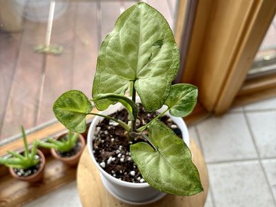 Syngonium Batik (Arrowhead Plant)