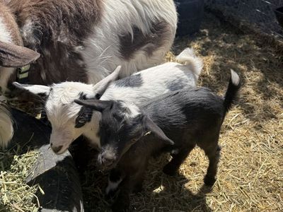 Nigerian Dwarf Goat Kids - Adorable, Healthy, and Ready for New Homes!