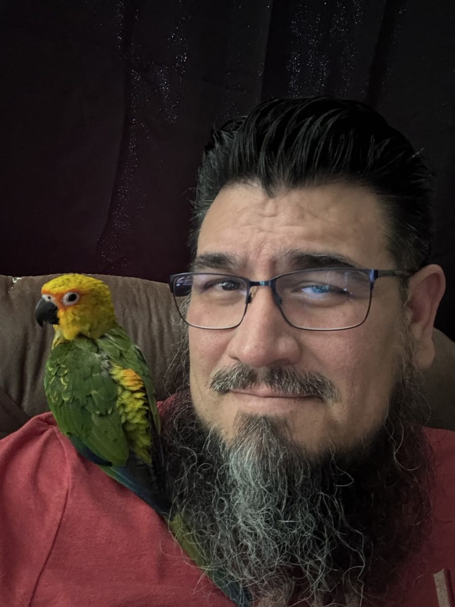 Sun Conure looking for love