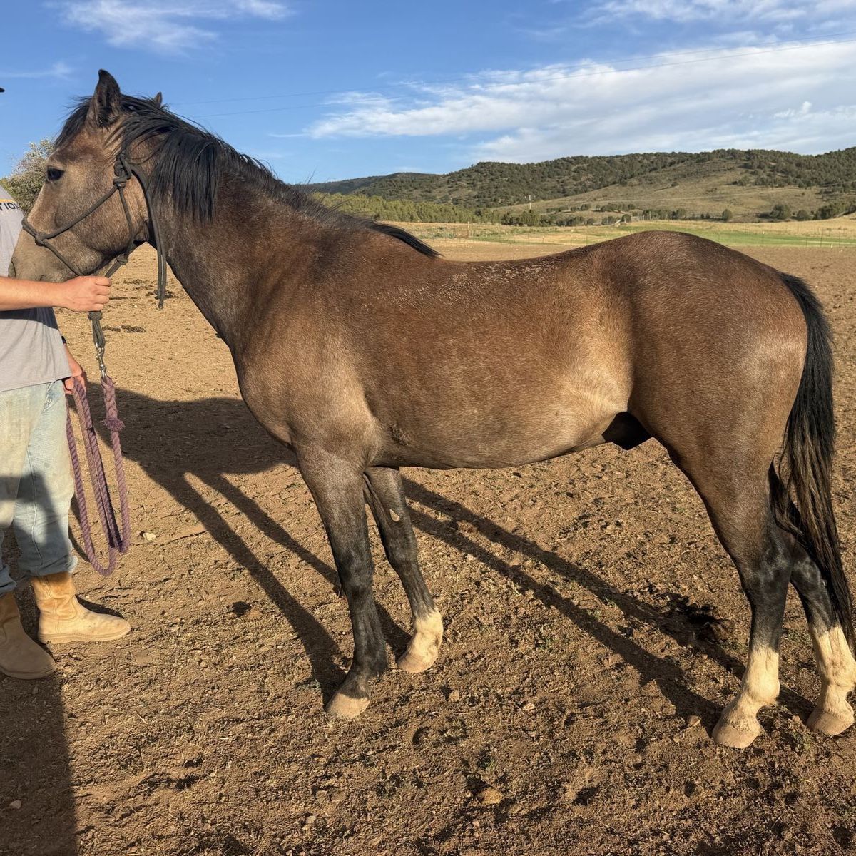 2 year old gelding
