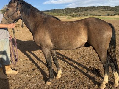 2 year old gelding
