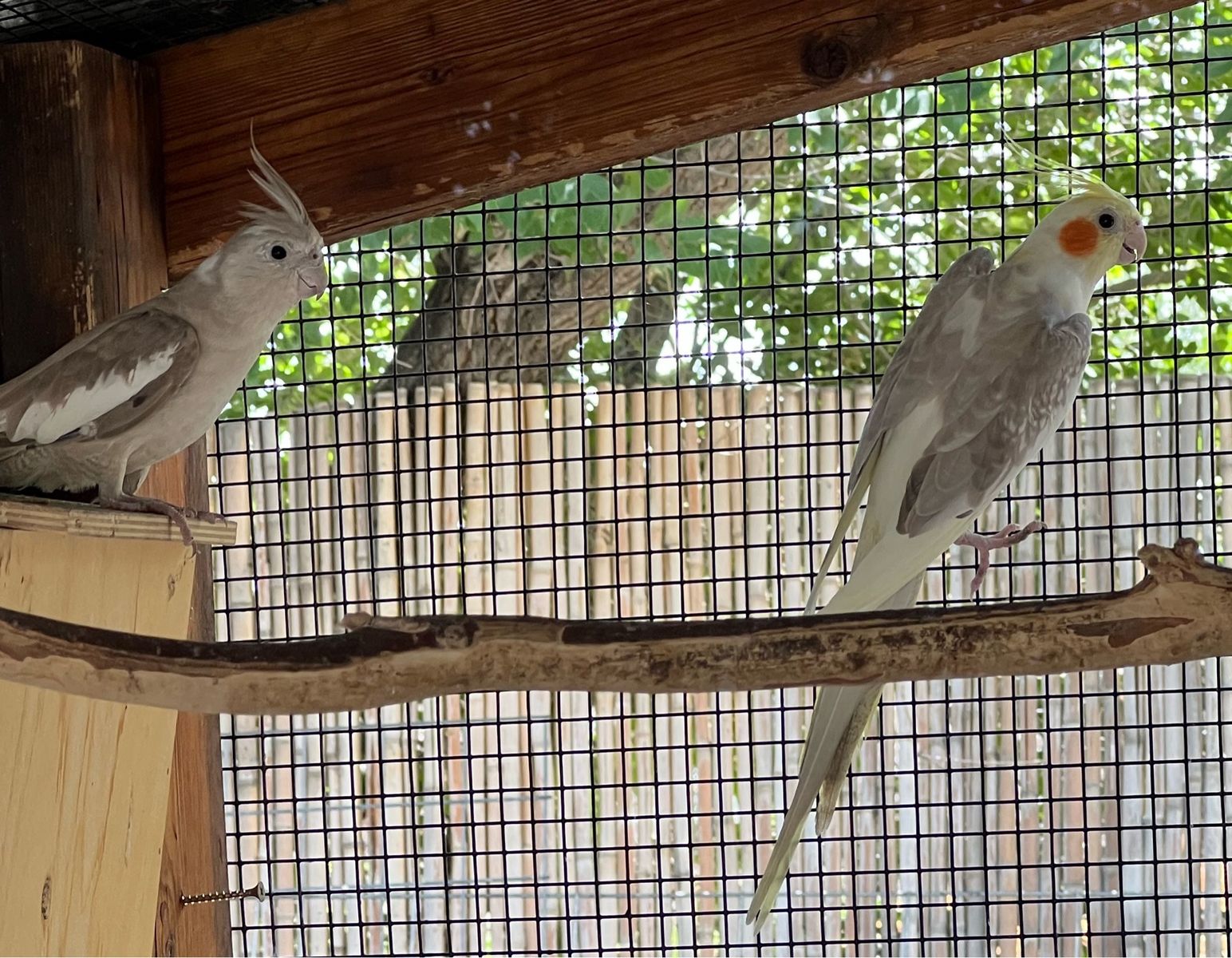 Proven Cinnamon Cockatiel Pair