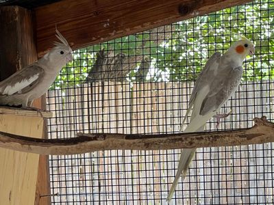 Proven Cinnamon Cockatiel Pair