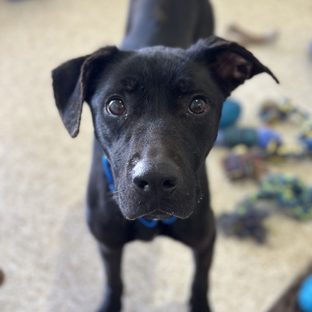 Hello my name is Cookie