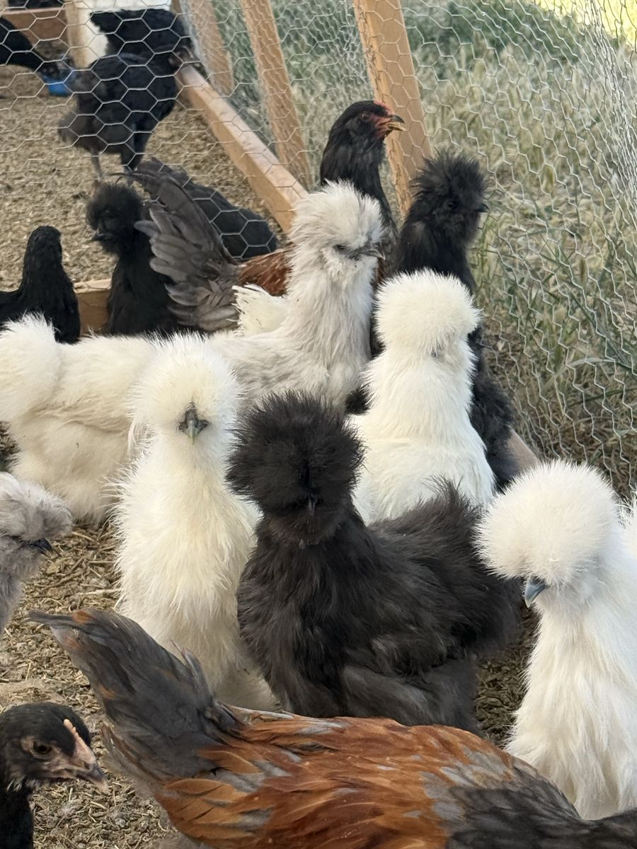 2-3 months old Silkie