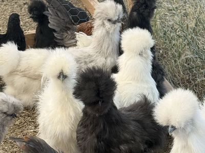 2-3 months old Silkie