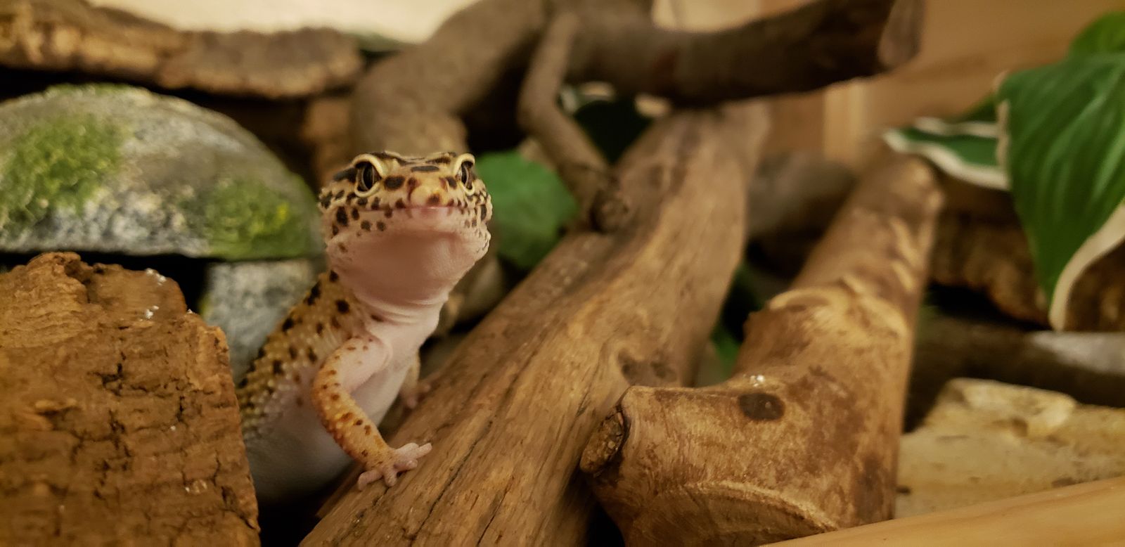 Female Leopard Gecko and Naturalistic enclosure complete setup