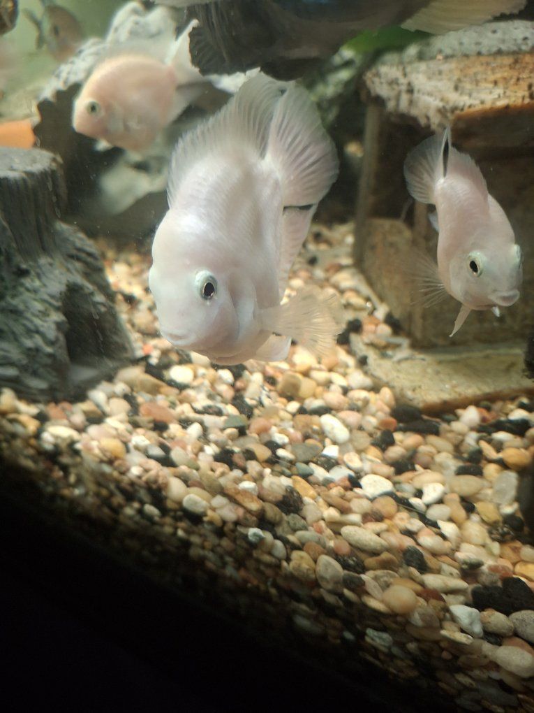 Albino short bodied parrot fish.