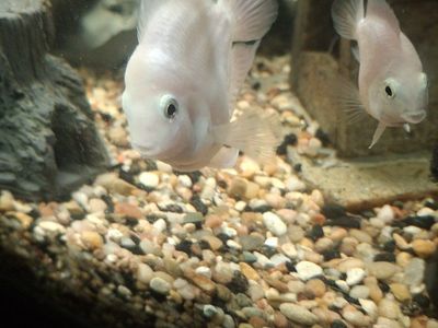 Albino short bodied parrot fish.