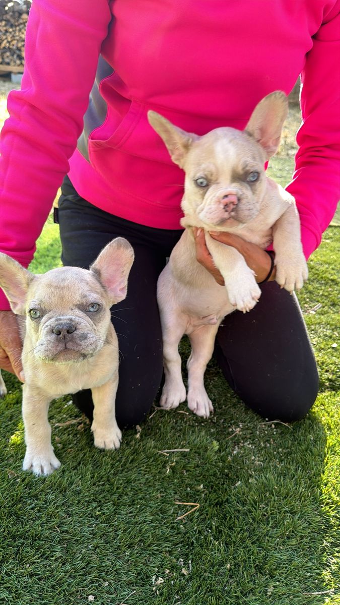 French Bulldogs 3 months old