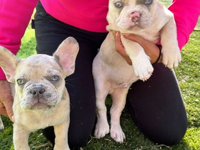 French Bulldogs 3 months old