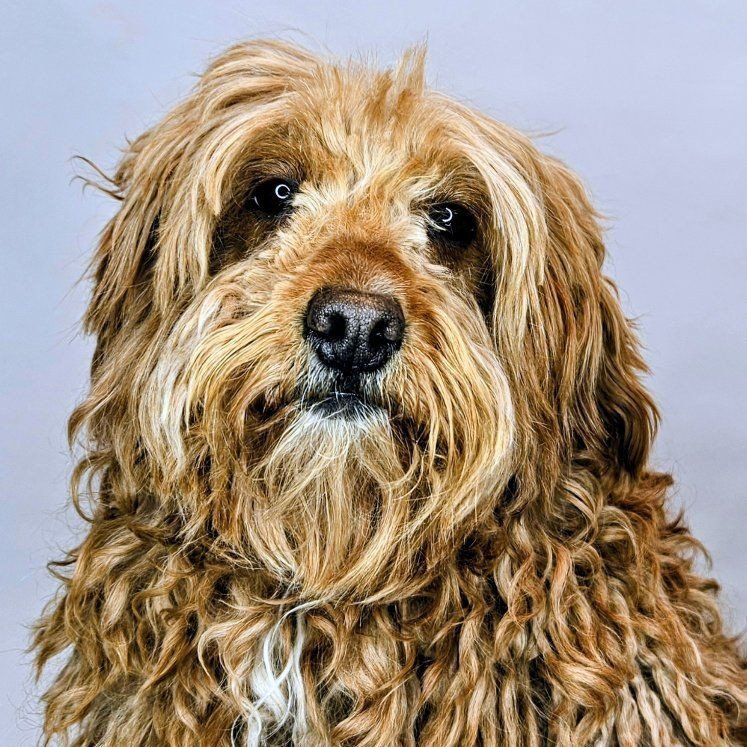 Free Dog Mini Goldendoodle