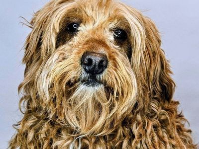 Free Dog Mini Goldendoodle
