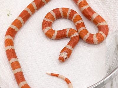 Tangerine Albino Het Ghost Honduran Milk Snakes