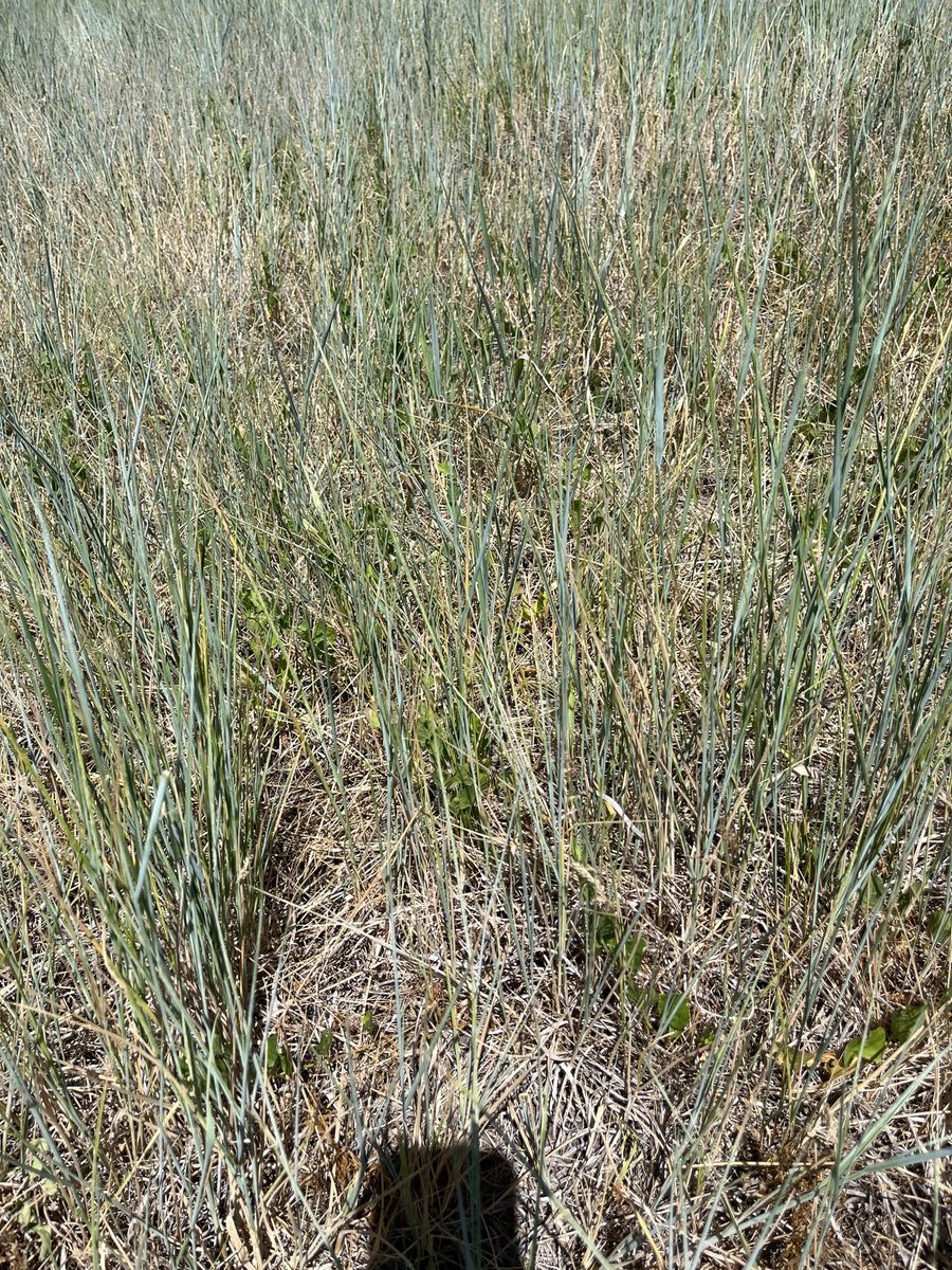 Looking for someone to cut, rake and bale grass hay