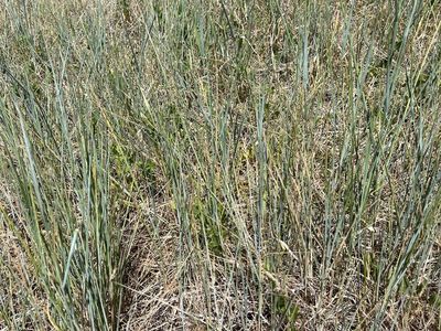 Looking for someone to cut, rake and bale grass hay