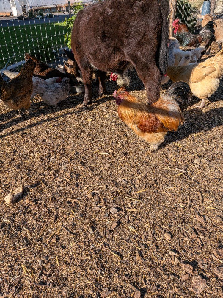 free silkie roosters