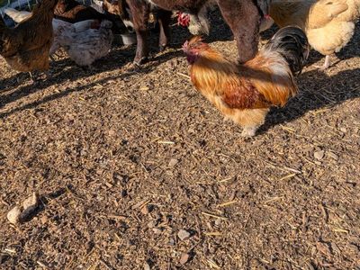 free silkie roosters
