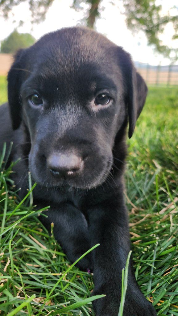 Purebred Black Lab Puppies – Reserve Now!! $400