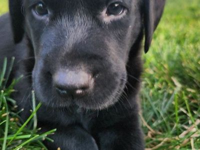Purebred Black Lab Puppies – Reserve Now!! $400