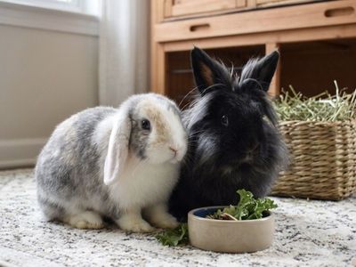 Pair of Domestic Rabbits - Fluffy Black and Gray/White Lop - With Cage and Accessories