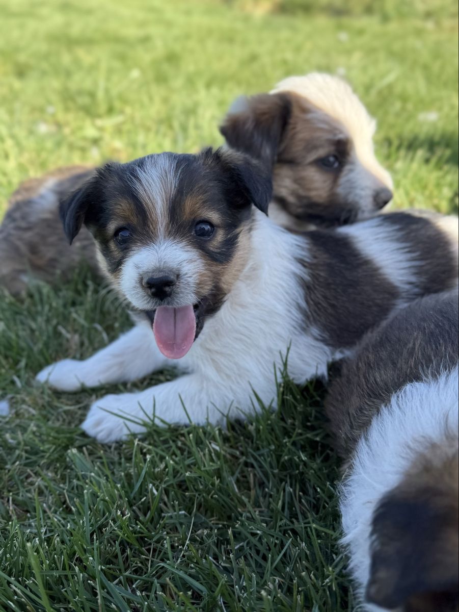 Aussie mixed with blue heeler - border collie