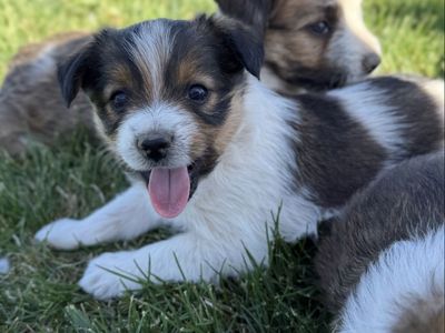 Aussie mixed with blue heeler - border collie