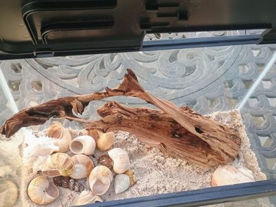 5 gallons fish tank