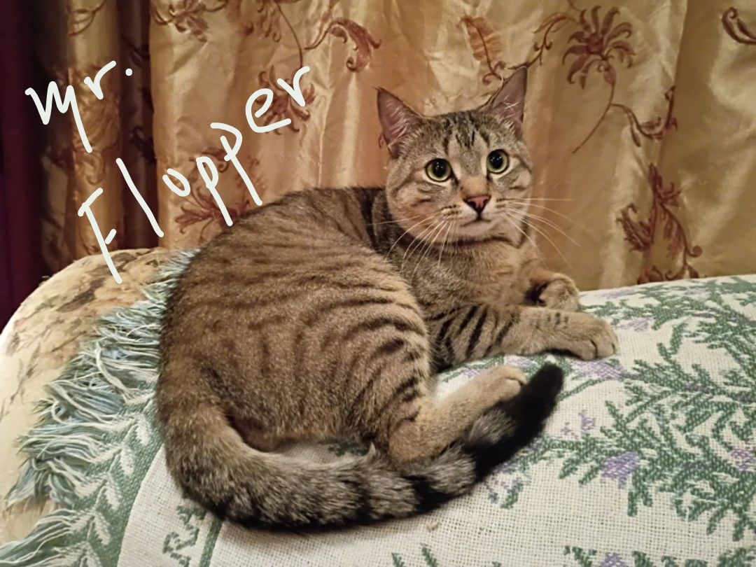 Holistic, Naturally-reared, Raw/BARF Diet (& Organic), ESA/AA, Low-Allergy/Hypoallergenic ("Asili-furaha" Cats & Kittens)