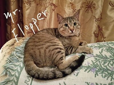 Holistic, Naturally-reared, Raw/BARF Diet (& Organic), ESA/AA, Low-Allergy/Hypoallergenic ("Asili-furaha" Cats & Kittens)