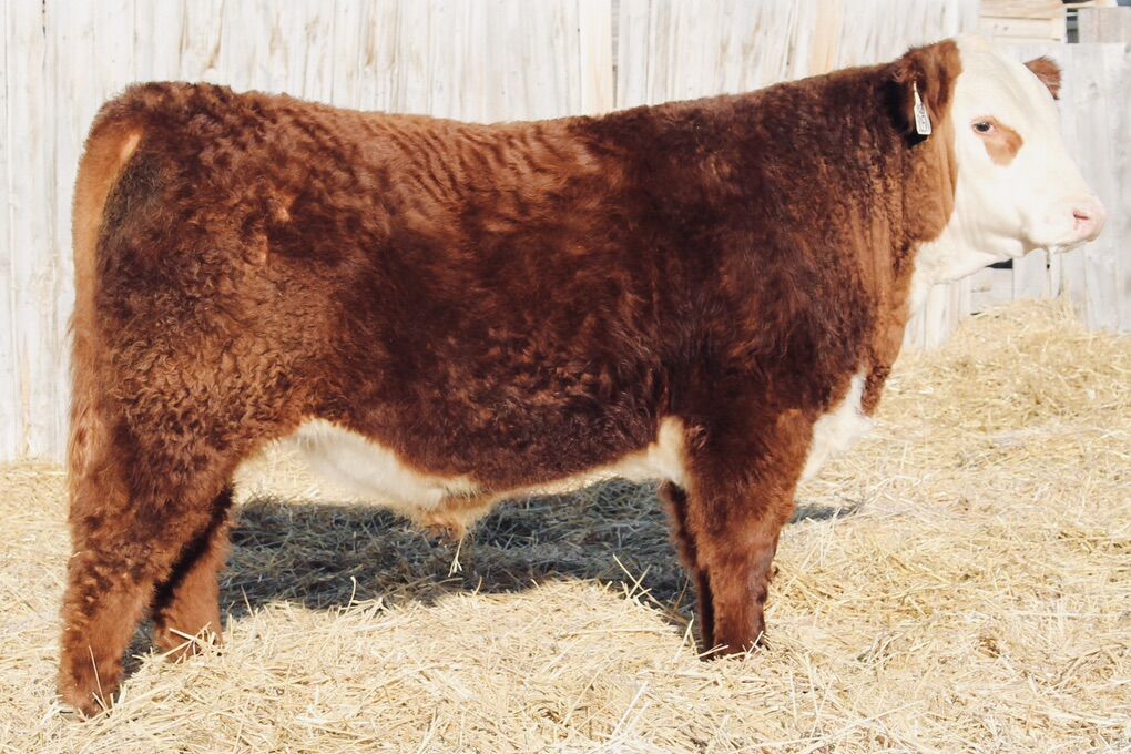 Polled Hereford Bulls