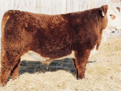 Polled Hereford Bulls