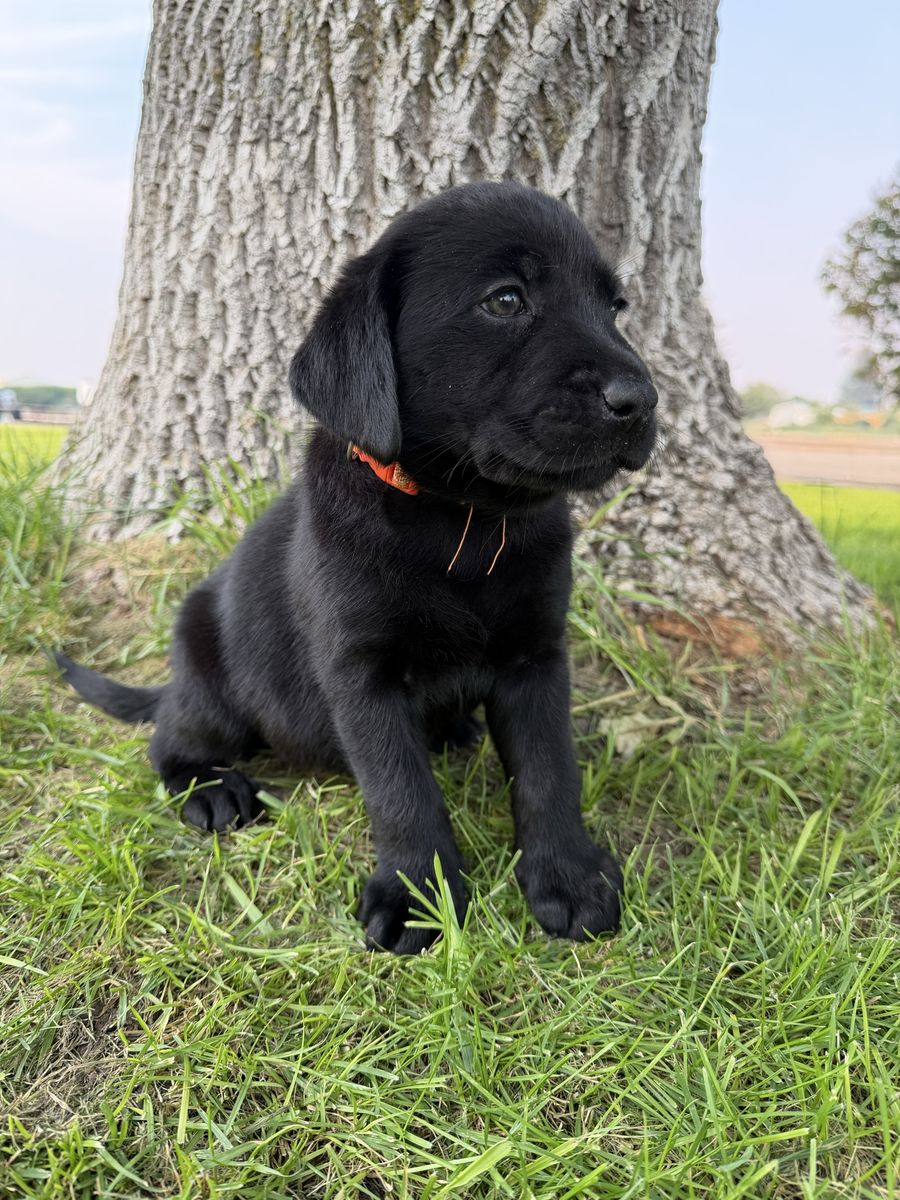 AKC English Lab puppies